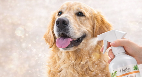 🐶 Glanz- & Hygienespray für Hunde – ohne Ausspülen Frische Pflege in Sekunden – überall & jederzeit